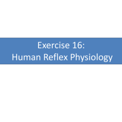 Human reflex physiology review sheet