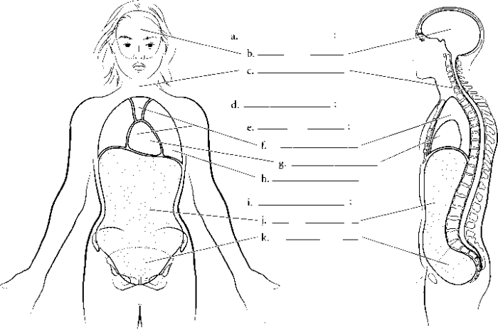 Body cavities practice worksheet answers