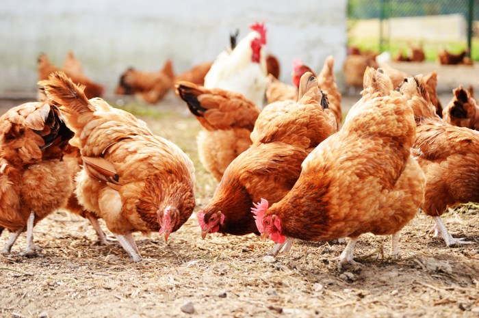 Chicken house coop farm chickens inside modern architecture