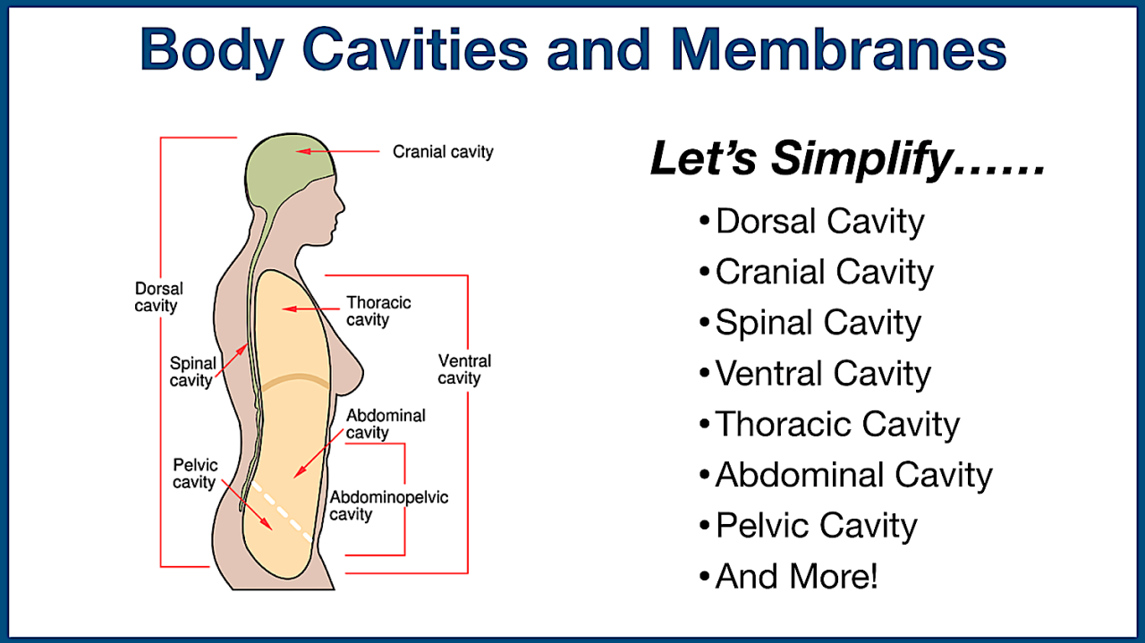 Body cavities practice worksheet answers