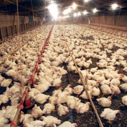 If a chicken farm sold 3 000