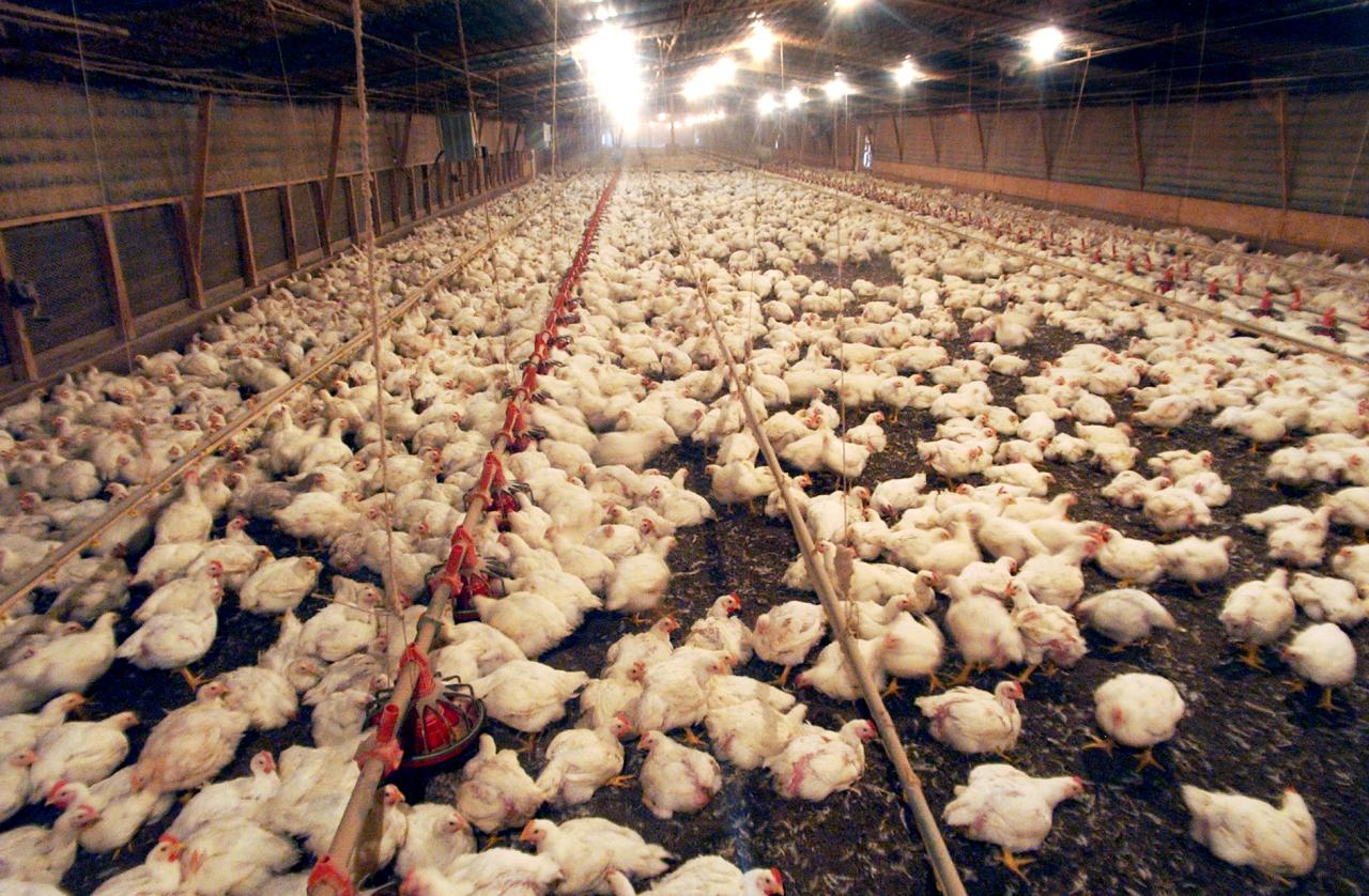 If a chicken farm sold 3 000