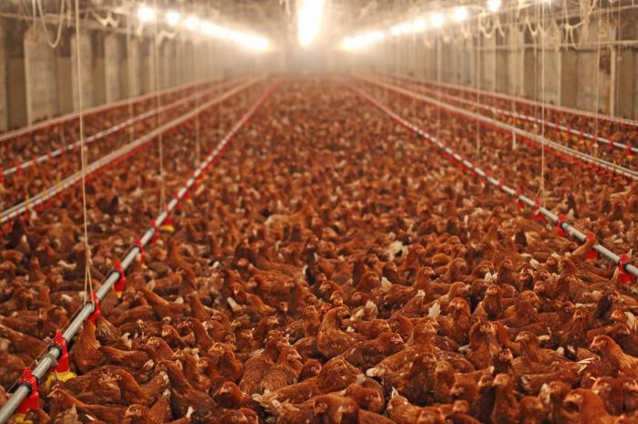 If a chicken farm sold 3 000