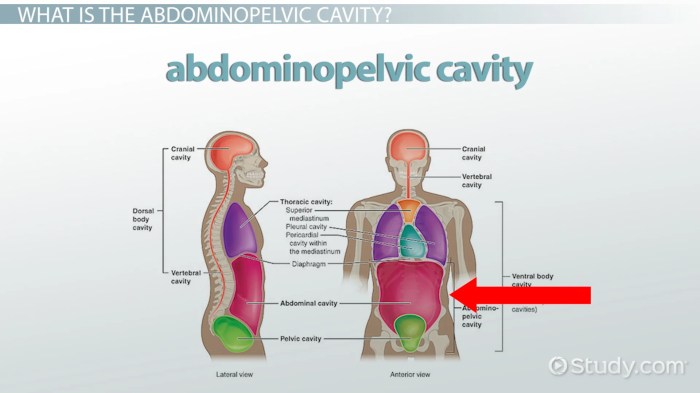 Body cavities practice worksheet answers