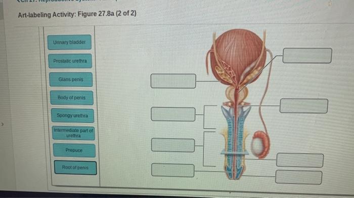 Art-labeling activity the male reproductive tract