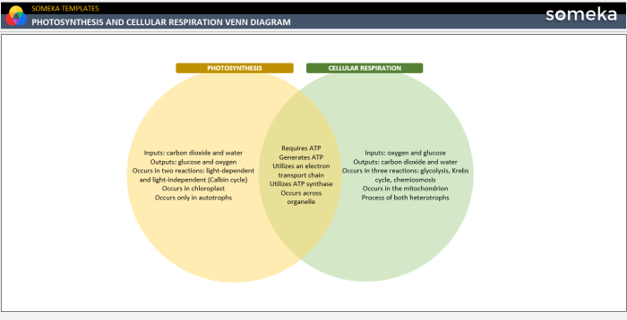 Venn diagram on photosynthesis and cellular respiration