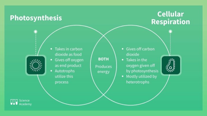 Venn diagram on photosynthesis and cellular respiration