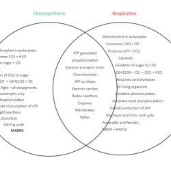 Photosynthesis biology respiration cellular diagram ap between reaction processes science cell comparison diagrams school high map concept classroom lessons reagents