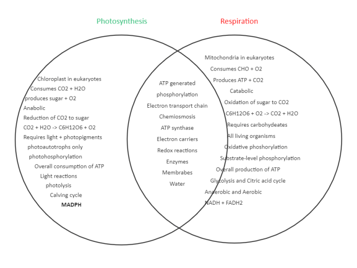 Photosynthesis biology respiration cellular diagram ap between reaction processes science cell comparison diagrams school high map concept classroom lessons reagents