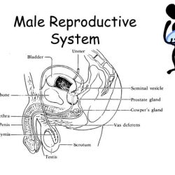 Microscopic penis morphology macroscopic aspects glands tridactyla anteaters genital organs myrmecophaga