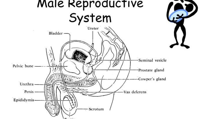 Microscopic penis morphology macroscopic aspects glands tridactyla anteaters genital organs myrmecophaga