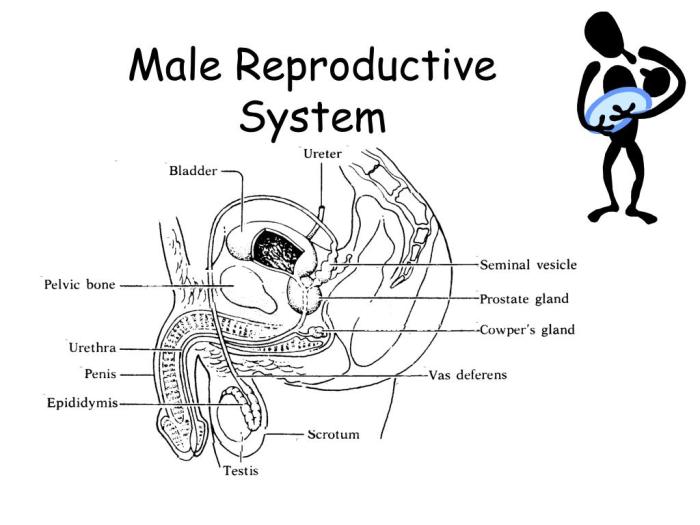 Microscopic penis morphology macroscopic aspects glands tridactyla anteaters genital organs myrmecophaga