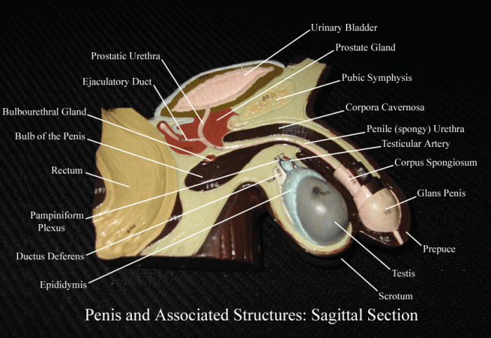 Art-labeling activity the male reproductive tract