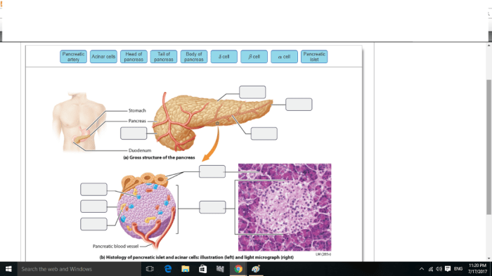 Art-labeling activity: anatomy and histology of the adrenal gland