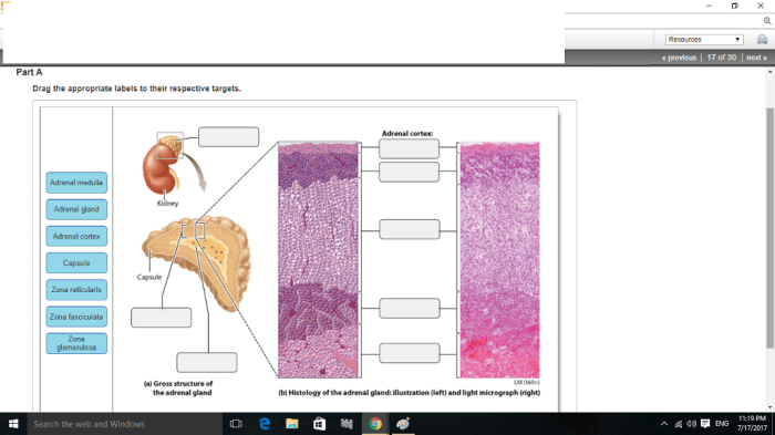 Art-labeling activity: anatomy and histology of the adrenal gland