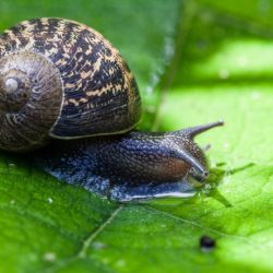 Snail gadgetsng